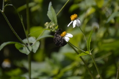 Cycloglypha thrasibulus thrasibulus
