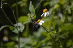 Cycloglypha thrasibulus thrasibulus