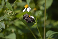 Cycloglypha thrasibulus thrasibulus