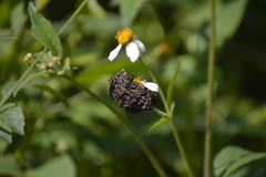Cycloglypha thrasibulus thrasibulus