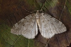 Epirrita dilutata