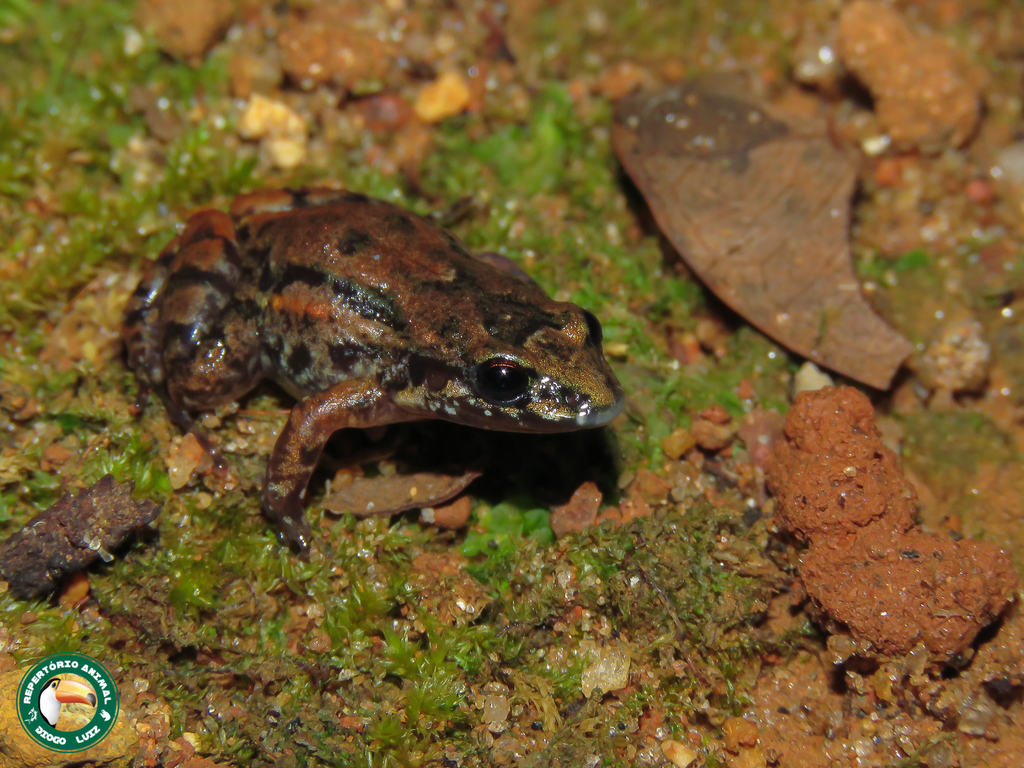 Marbled Tropical Bullfrog