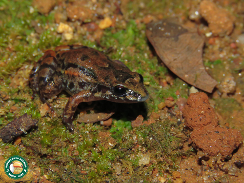 Marbled Tropical Bullfrog