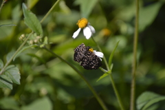 Cycloglypha thrasibulus thrasibulus