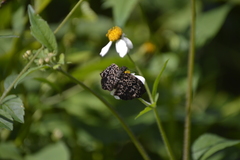 Cycloglypha thrasibulus thrasibulus