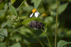 Cycloglypha thrasibulus thrasibulus