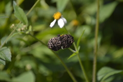 Cycloglypha thrasibulus thrasibulus