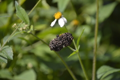 Cycloglypha thrasibulus thrasibulus