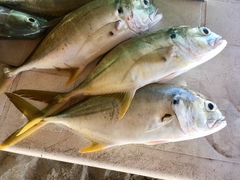Caranx caninus