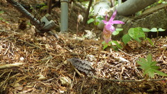 Calypso bulbosa speciosa