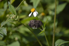 Cycloglypha thrasibulus thrasibulus