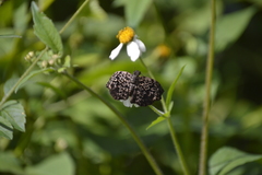 Cycloglypha thrasibulus thrasibulus