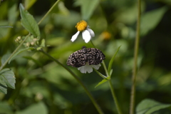 Cycloglypha thrasibulus thrasibulus
