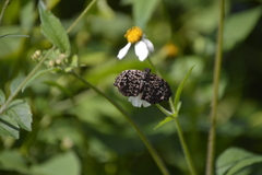 Cycloglypha thrasibulus thrasibulus