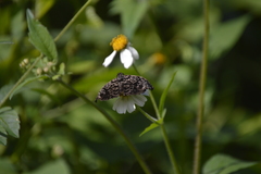 Cycloglypha thrasibulus thrasibulus