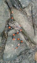 Micrurus lemniscatus