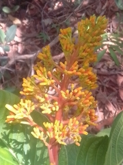 Palicourea rigida