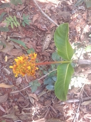 Palicourea rigida