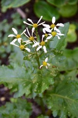 Senecio virens