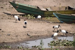 Threskiornis