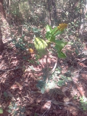 Palicourea rigida