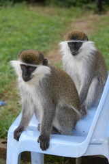 Chlorocebus aethiops