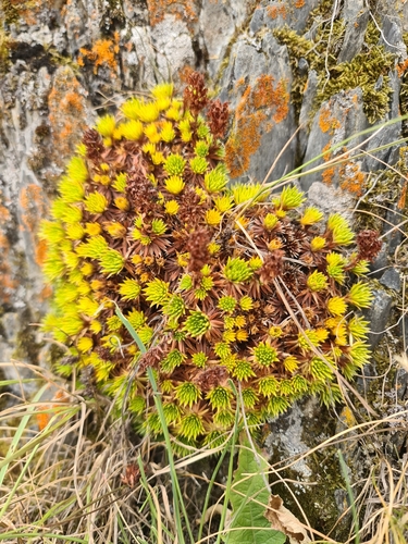 Saxifraga juniperifolia, photograph 6