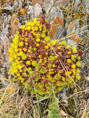 Saxifraga juniperifolia, photograph (c) alotbsol, some rights reserved (CC BY)