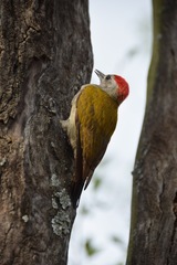 Chloropicus spodocephalus