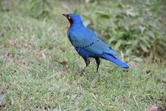 Lamprotornis chalybaeus