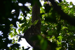 Syngonium adsettiorum