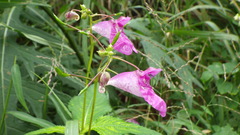 Impatiens textorii