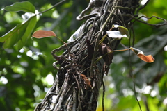 Philodendron tripartitum