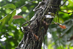 Philodendron tripartitum