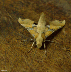 Callionima grisescens