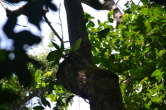 Syngonium adsettiorum