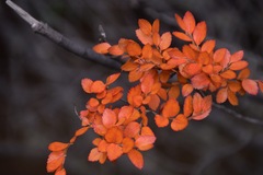 Nothofagus betuloides