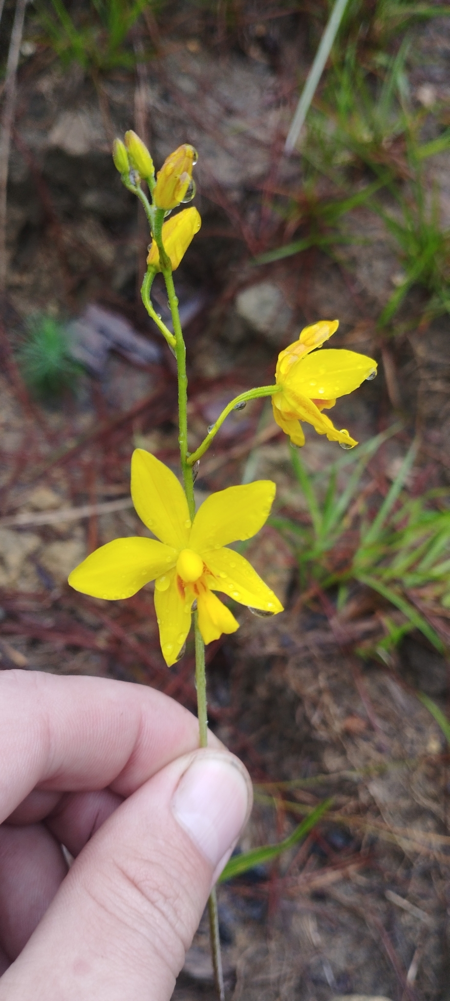 Spathoglottis pubescens (Spathoglottis pubescens)