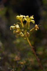 Tylecodon cacalioides