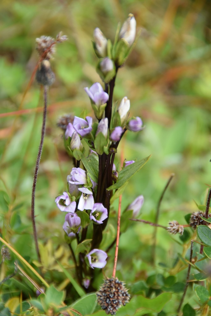 Felwort