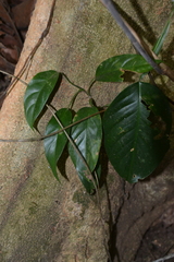 Philodendron rigidifolium