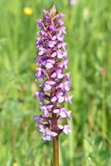 Gymnadenia