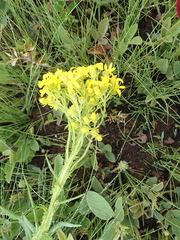 Senecio decurrens