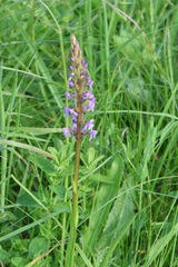 Gymnadenia