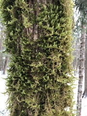Neckera pennata image