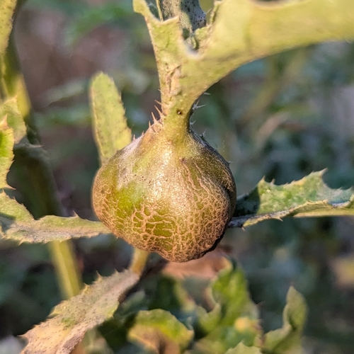 Unknown species found near Salem, OR 97302, USA