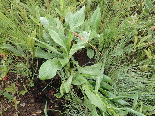 Image of Ridge Ragwort (Senecio decurrens) by no rights reserved