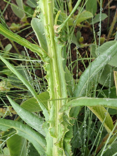 Image of Senecio decurrens by no rights reserved