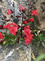 Salvia greggii