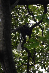 Colobus guereza
